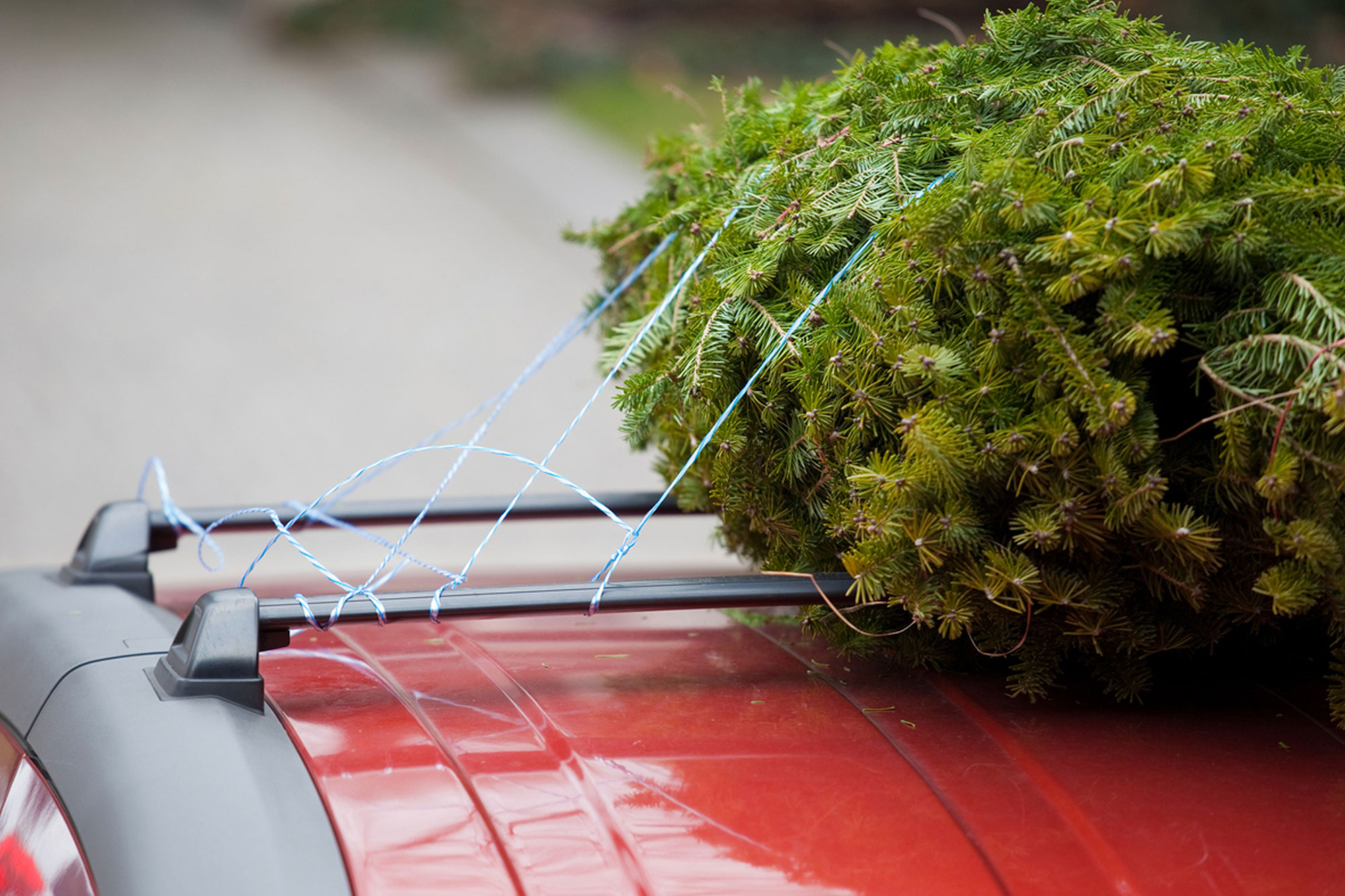 Close up of a baled pine tree tied to a roof of a vehicle.